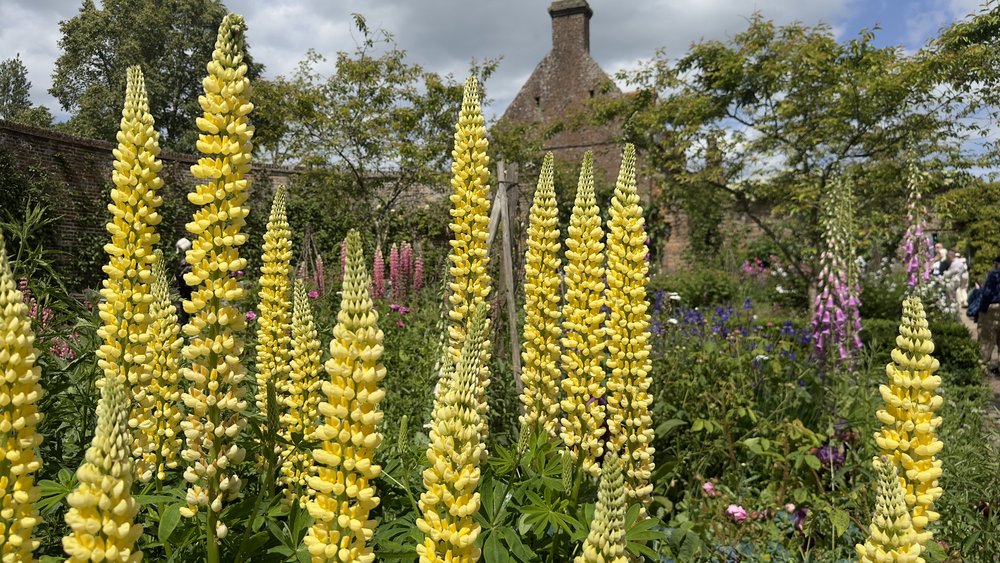 Yellow rockets in the gardens of Castlegarden of Sissinghurst