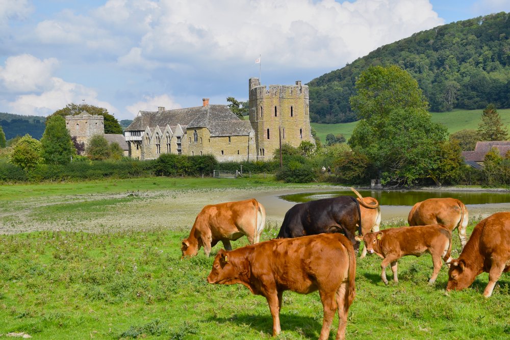 Cattle grazing at Stokesay Castle.