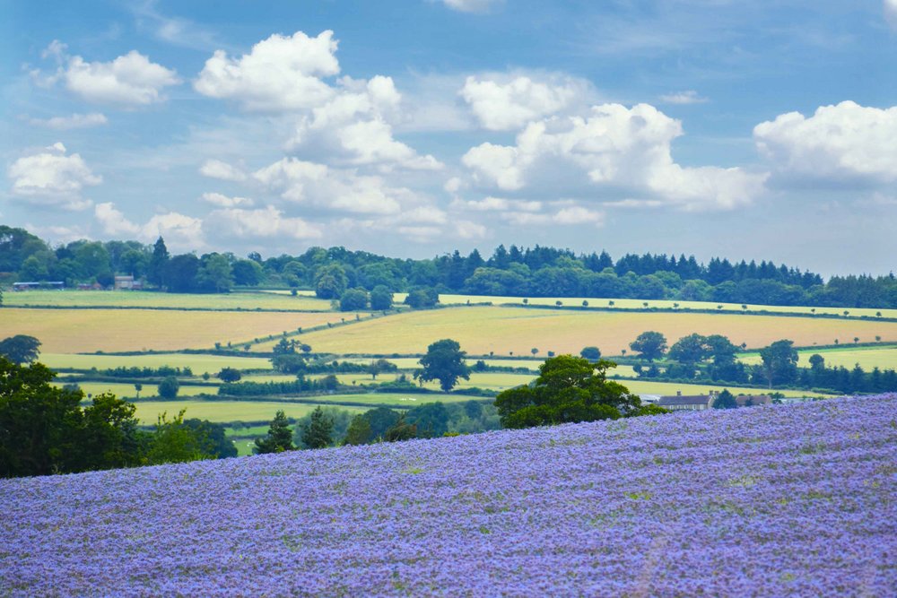 Fields of Borage near the A4113