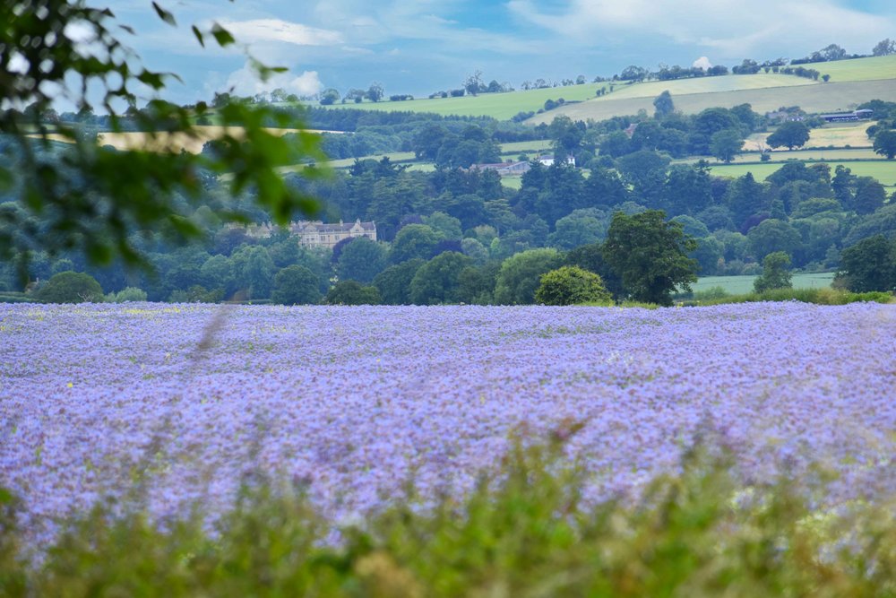 Borage growing with Stokesay Court in the background.