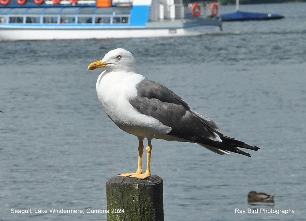 Seagull, Lake Windermere, Bowness on Windermere, Cumbria 2024