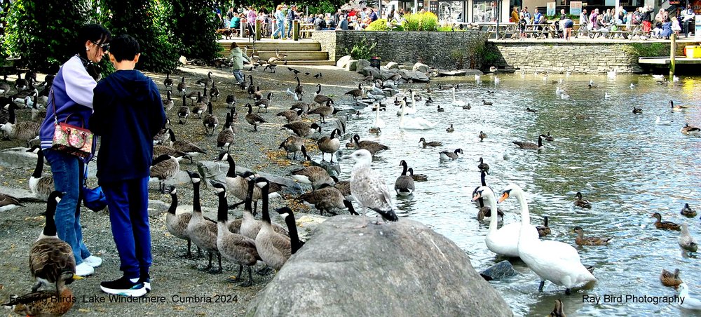 Feeding Birds, Lake Windermere, Bowness on Windermere, Cumbria 2024