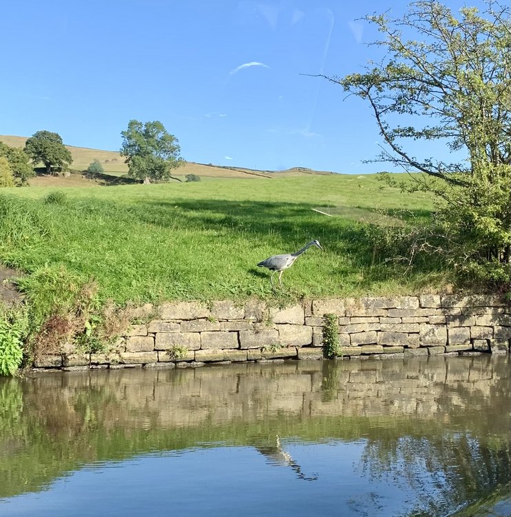 Grey Heron