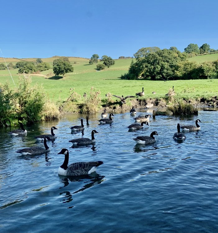 Canada Geese