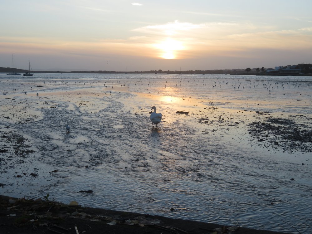 Beautiful sunset over Christchurch harbour from Mudeford Quay complete with swan!