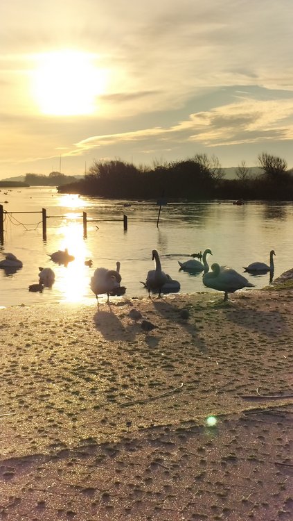 Swans by the water at Town Quay in Christchurch